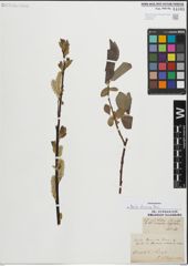 Foto von Salix laurina Sm.